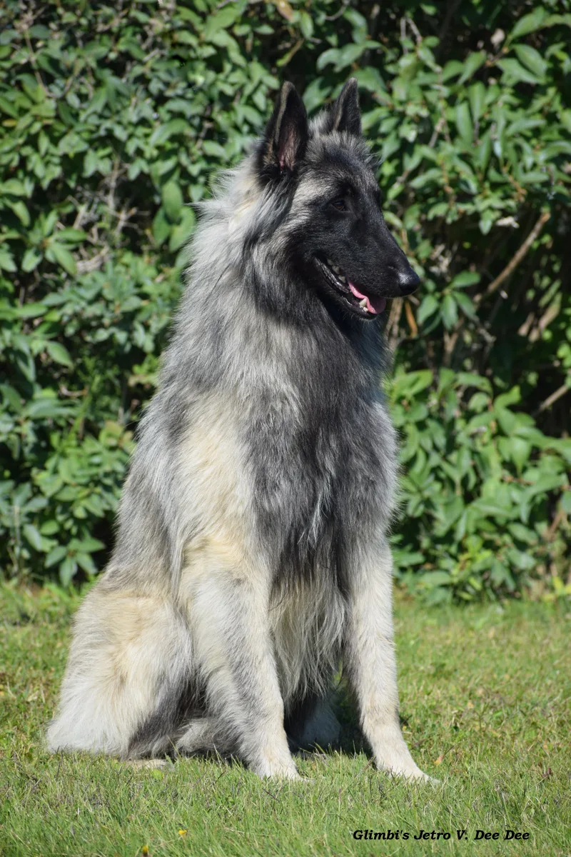 Glimbi's Jetro V. Dee Dee – 2. kép