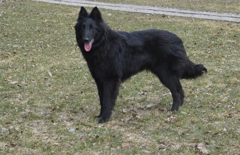 Black Obsidian Khendra