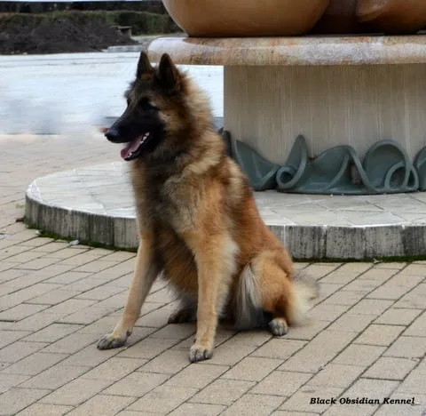 Glimbi's Chanel Belgiador V. Jayla – 3. kép