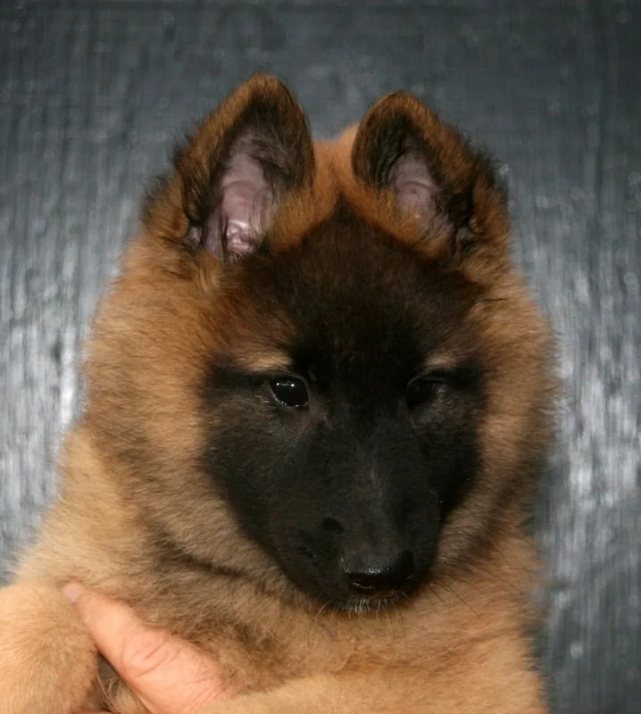 Glimbi's Chanel Belgiador V. Jayla – 5. kép