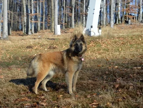 Glimbi's Chanel Belgiador V. Jayla – 12. kép