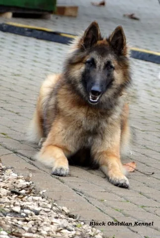 Glimbi's Chanel Belgiador V. Jayla – 14. kép