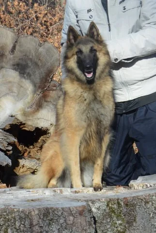 Glimbi's Chanel Belgiador V. Jayla – 18. kép