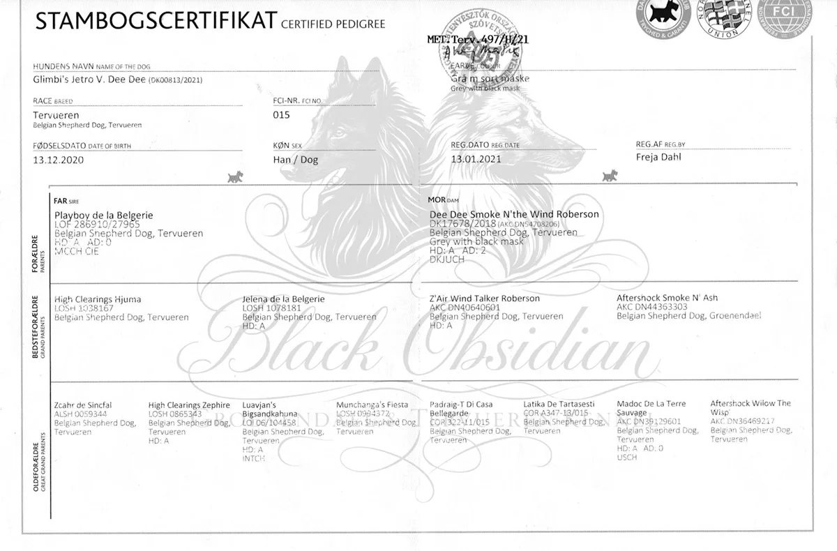 Glimbi's Jetro V. Dee Dee – kép 3