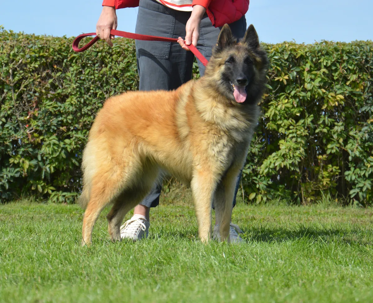 Glimbi's Chanel Belgiador V. Jayla