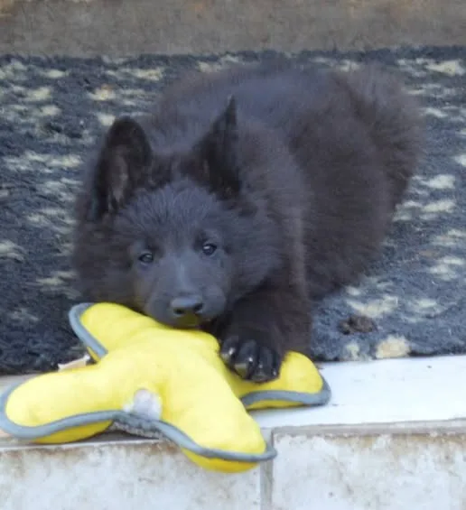 Black Obsidian Hayden – 3. kép