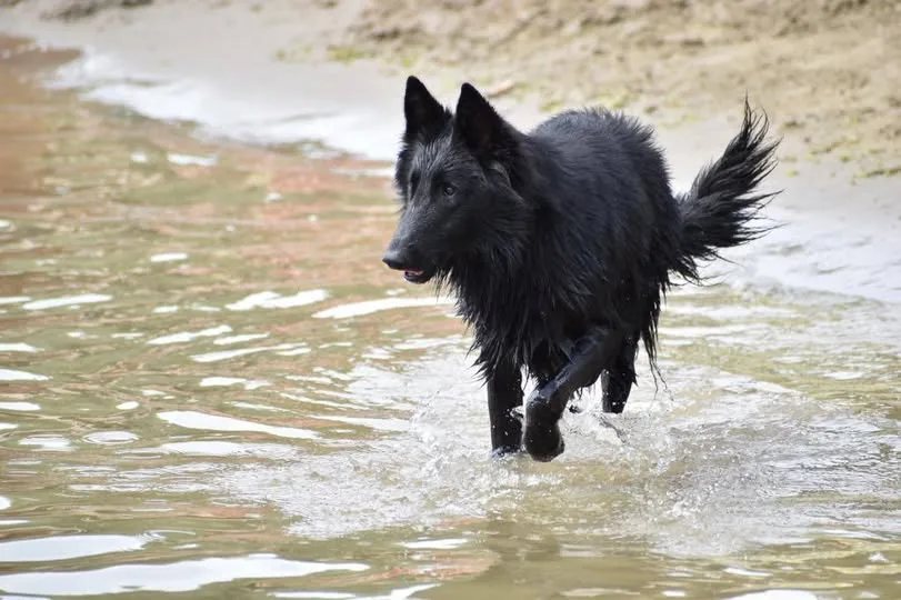 Black Obsidian Hayden – 7. kép