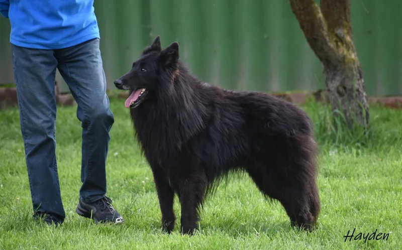 Black Obsidian Hayden – 19. kép