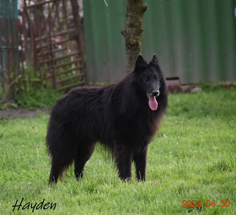 Black Obsidian Hayden – 20. kép