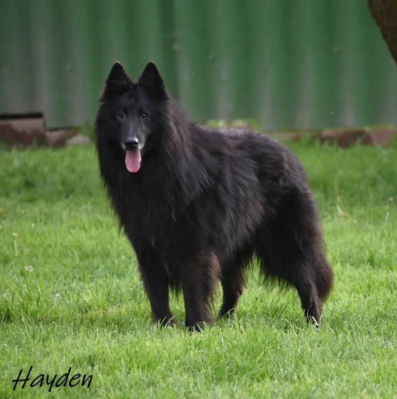 Black Obsidian Hayden – 21. kép