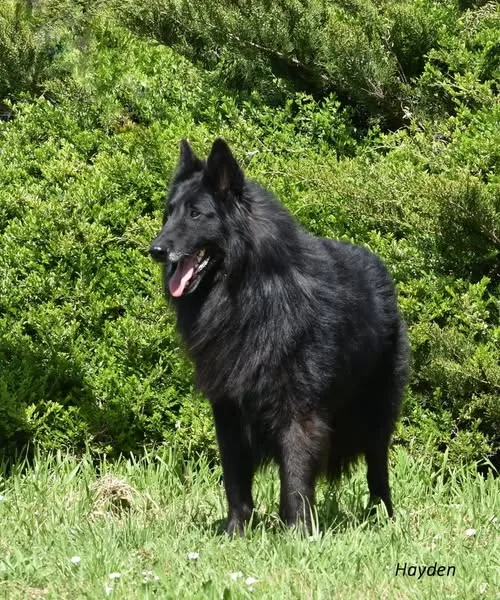 Black Obsidian Hayden – 23. kép