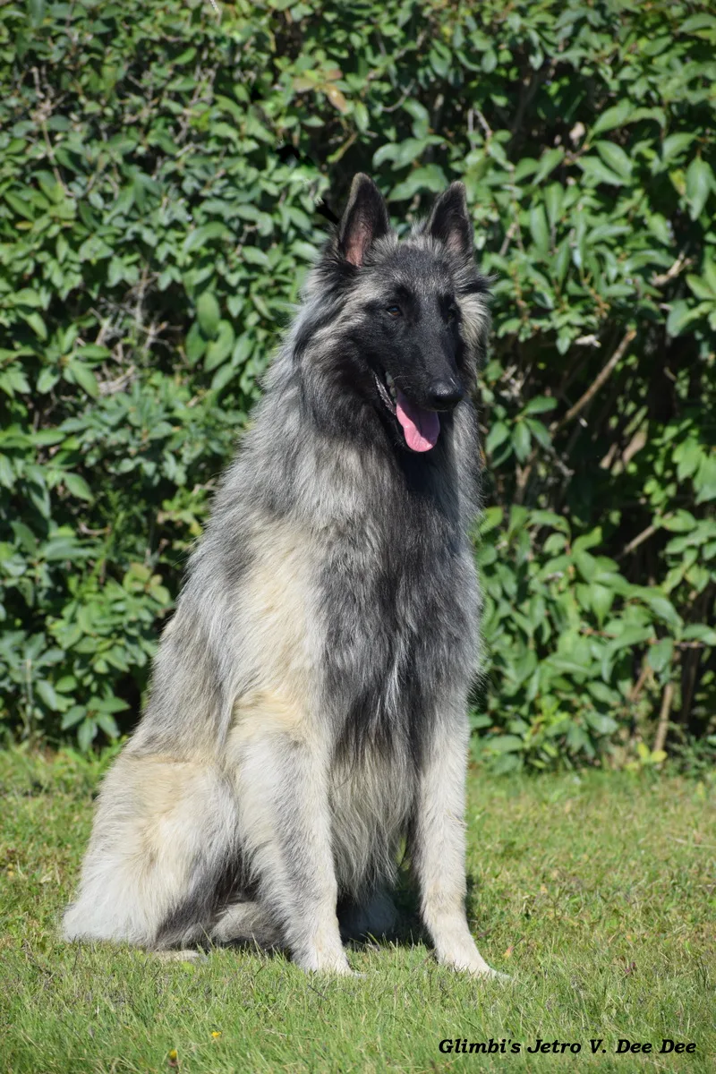 Glimbi's Jetro V. Dee Dee – 4. kép