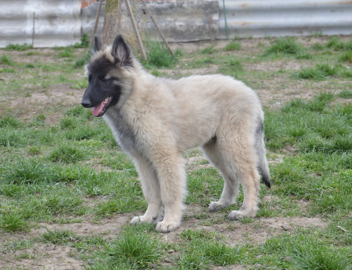 Glimbi's Jetro V. Dee Dee – 10. kép