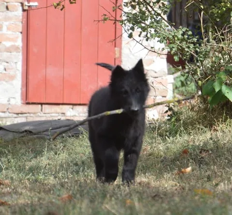 Black Obsidian Khendra – 10. kép