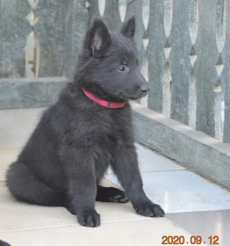 Black Obsidian Khendra – 12. kép