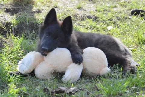 Black Obsidian Khendra – 13. kép