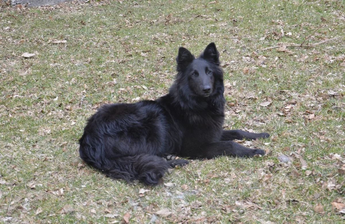 Black Obsidian Khendra – 18. kép