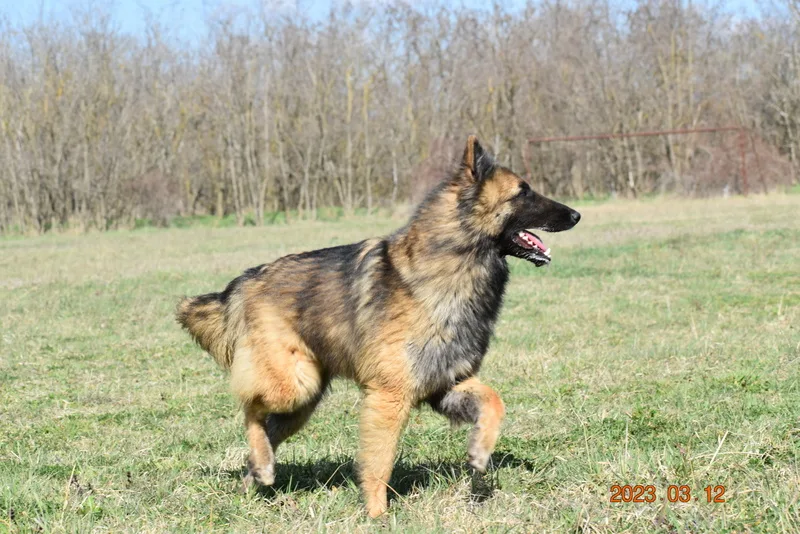 Black Obsidian Luna – 5. kép