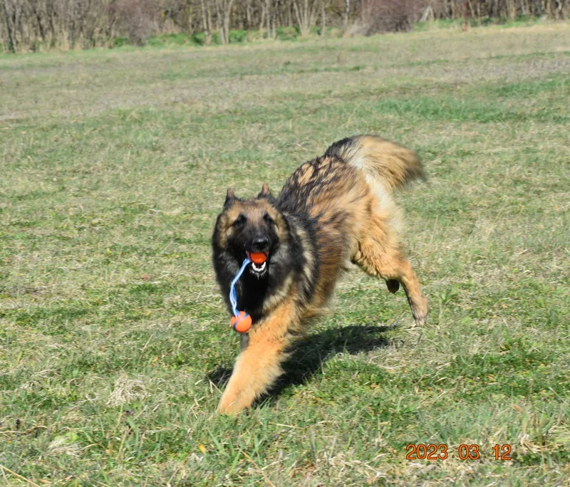 Black Obsidian Luna – 8. kép