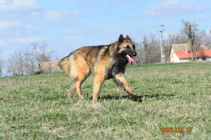 Black Obsidian Luna – 9. kép