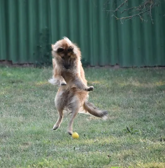 Black Obsidian Quinn 'Merlin' – 3. kép