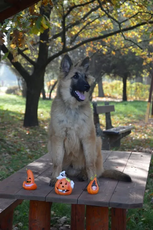 Black Obsidian Quinn 'Merlin' – 4. kép