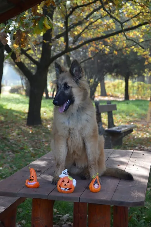 Black Obsidian Quinn 'Merlin' – 5. kép