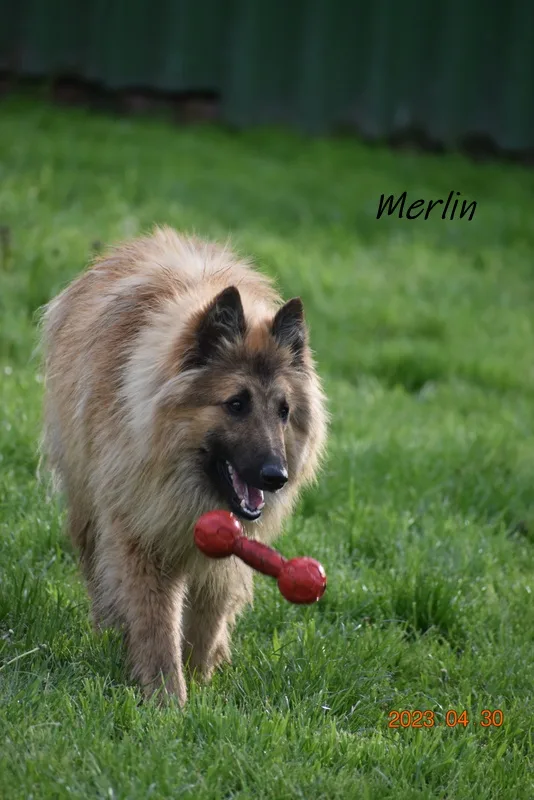 Black Obsidian Quinn 'Merlin' – 6. kép