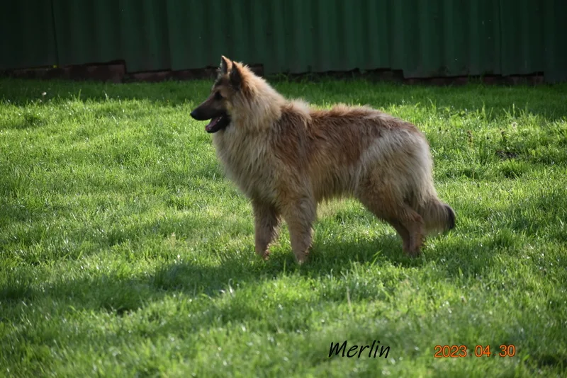 Black Obsidian Quinn 'Merlin' – 8. kép