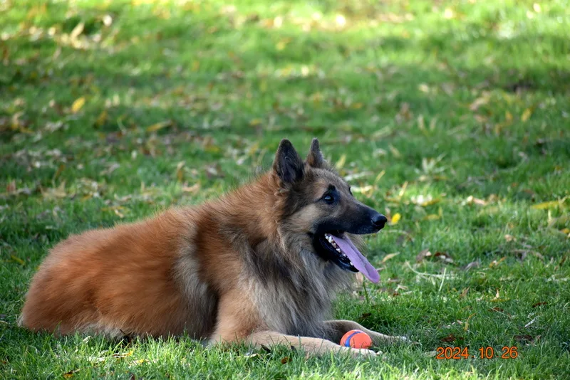 Black Obsidian Quinn 'Merlin' – 9. kép