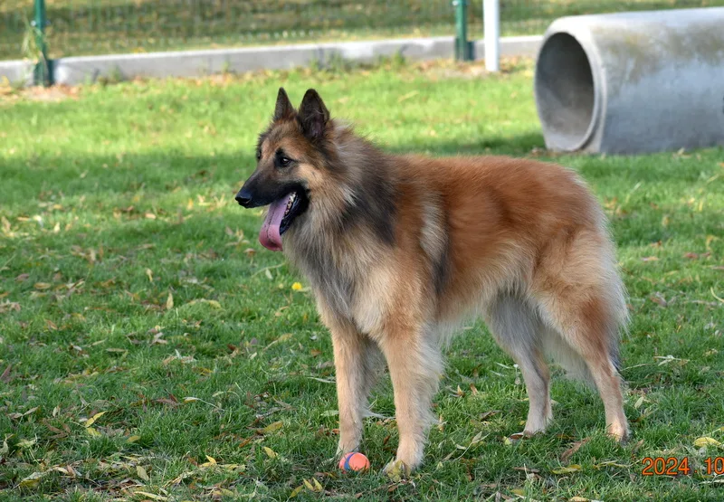 Black Obsidian Quinn 'Merlin' – 13. kép