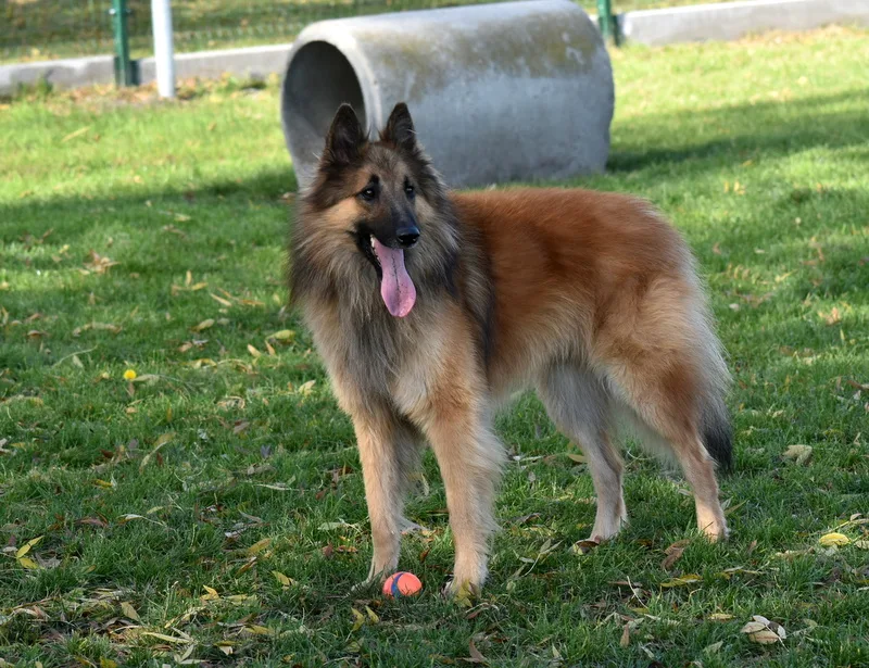 Black Obsidian Quinn 'Merlin' – 14. kép