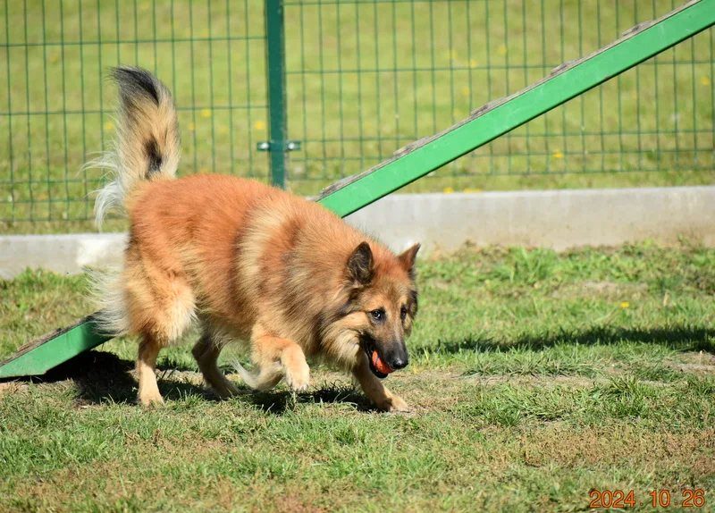 Black Obsidian Quinn 'Merlin' – 15. kép