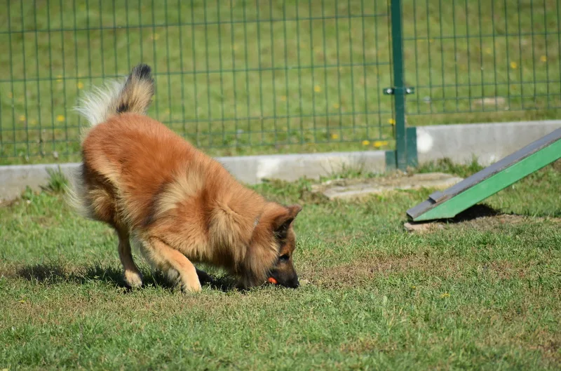 Black Obsidian Quinn 'Merlin' – 16. kép