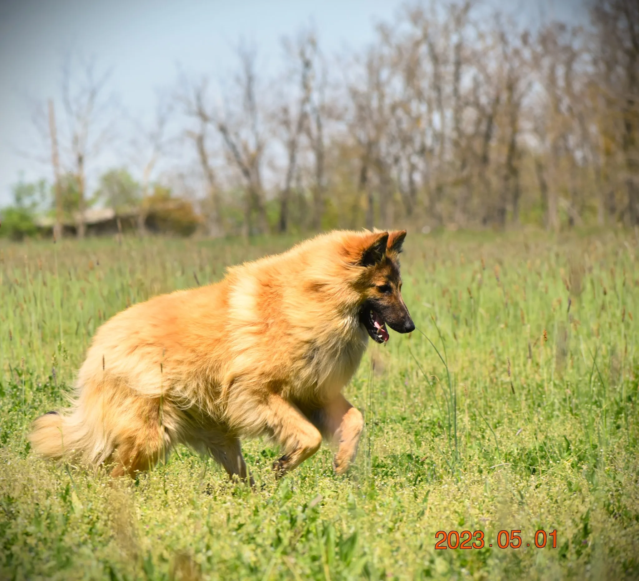 Black Obsidian Quinn 'Merlin' – 17. kép