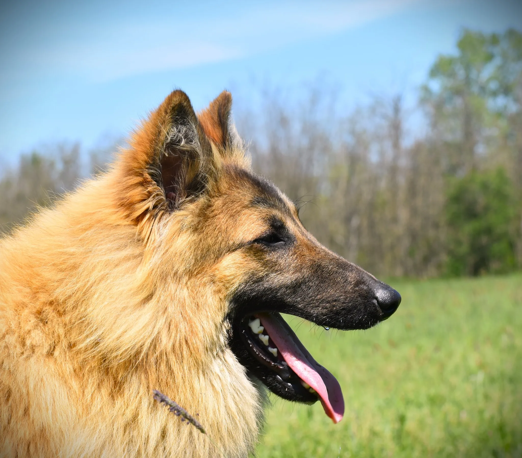 Black Obsidian Quinn 'Merlin' – 18. kép