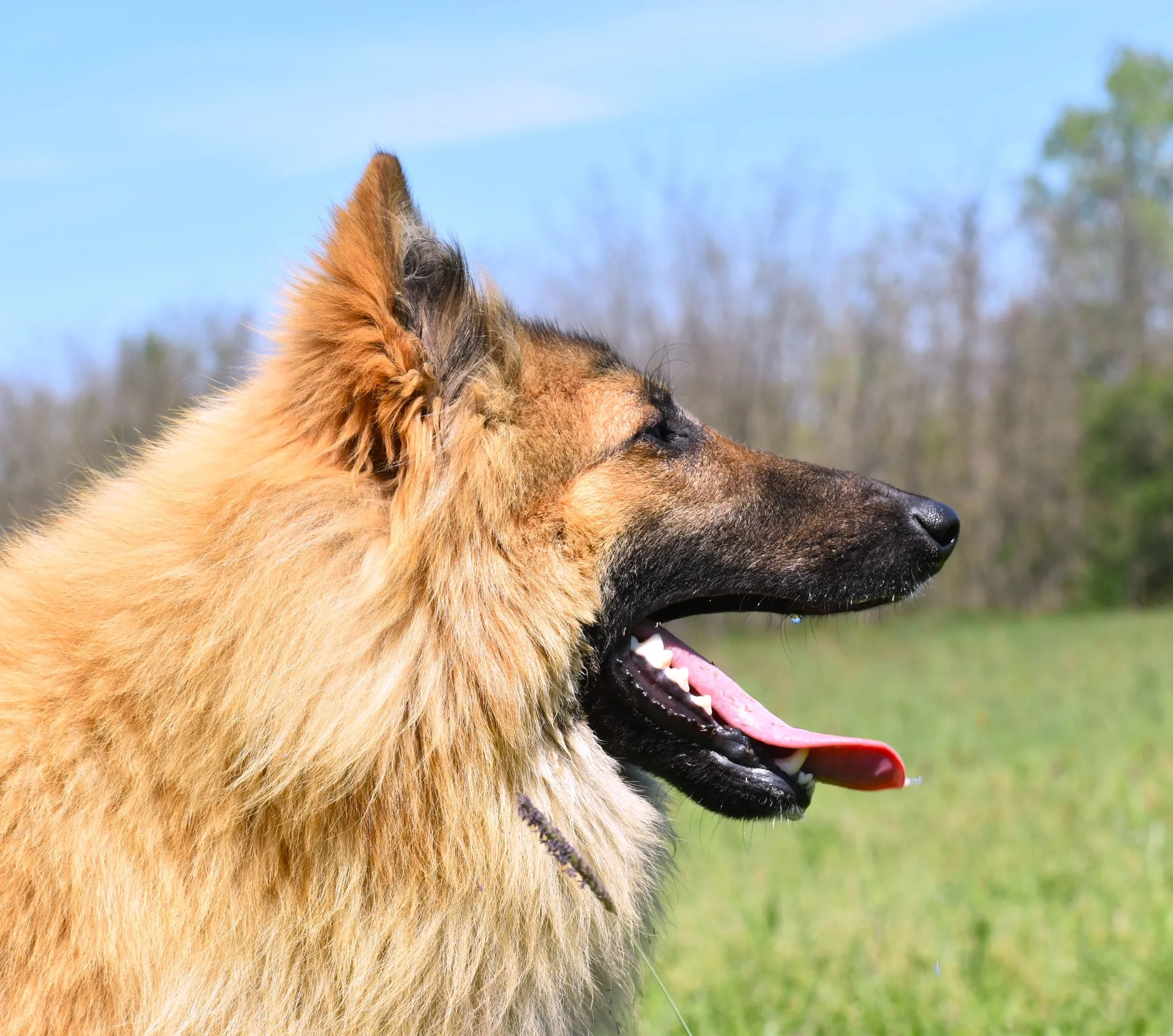 Black Obsidian Quinn 'Merlin' – 19. kép