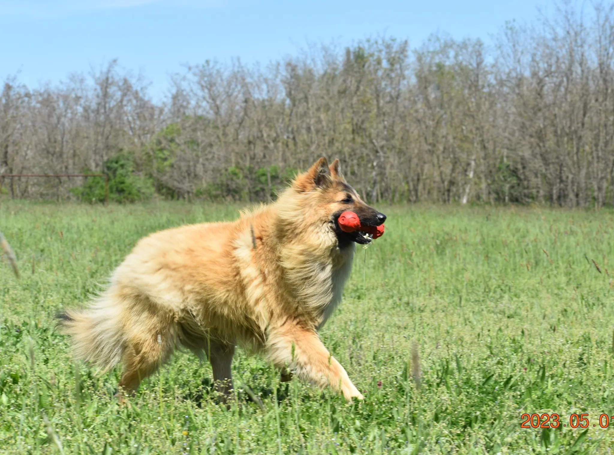 Black Obsidian Quinn 'Merlin' – 21. kép