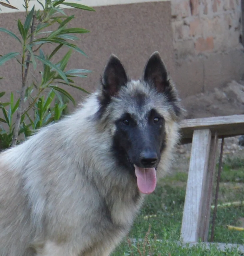 Quechy Bergerac DE Hu 'Topáz' – 2. kép