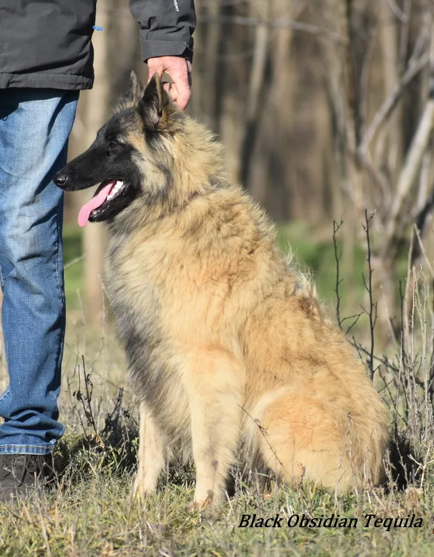 Black Obsidian Tequila – 3. kép