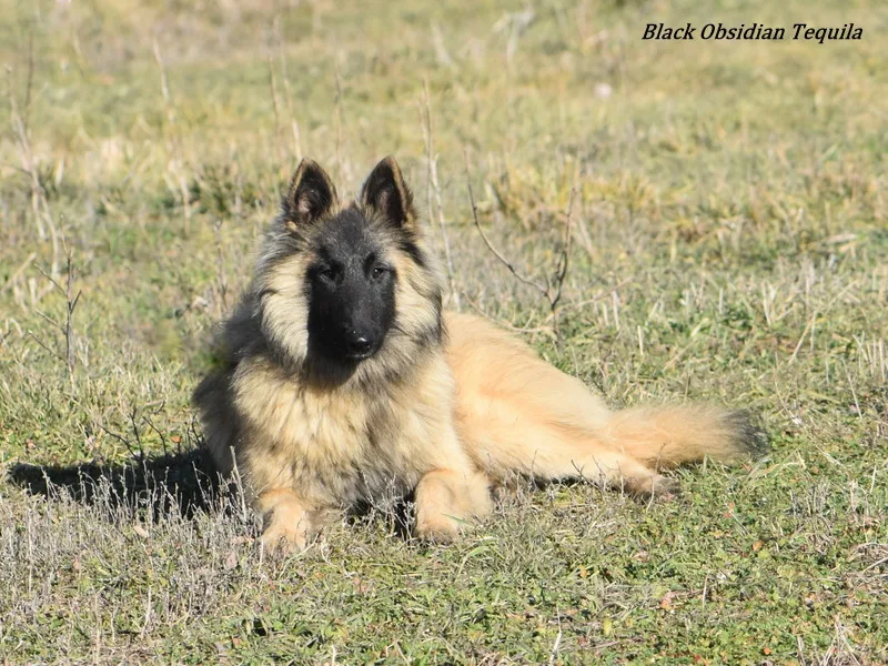 Black Obsidian Tequila – 5. kép