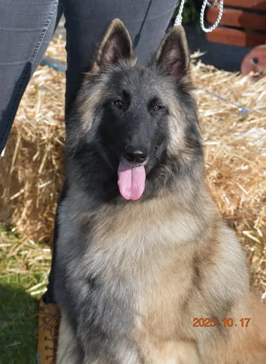 Black Obsidian Tequila – 8. kép