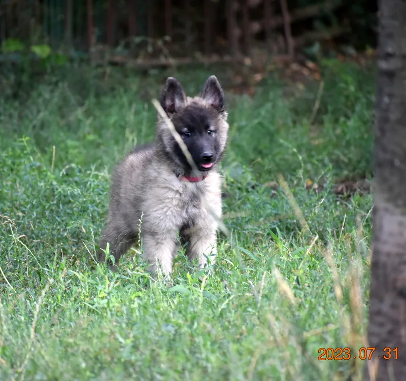 Black Obsidian Tequila – 9. kép