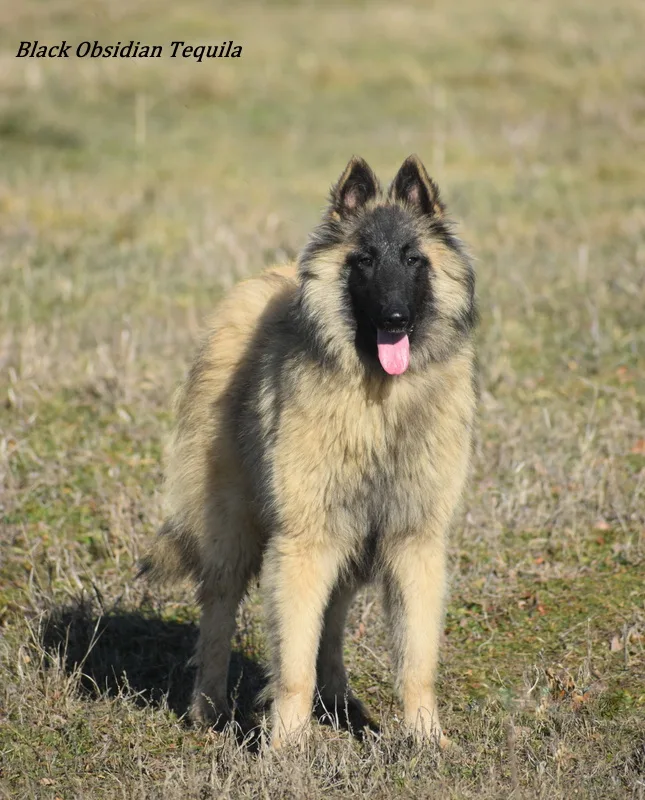 Black Obsidian Tequila – 12. kép