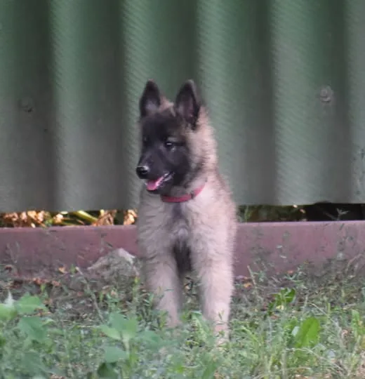 Black Obsidian Tequila – 13. kép