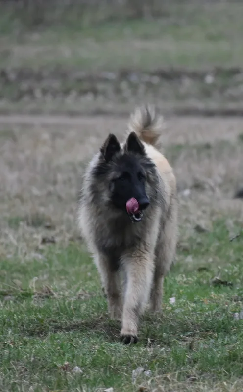 Black Obsidian Tequila – 16. kép