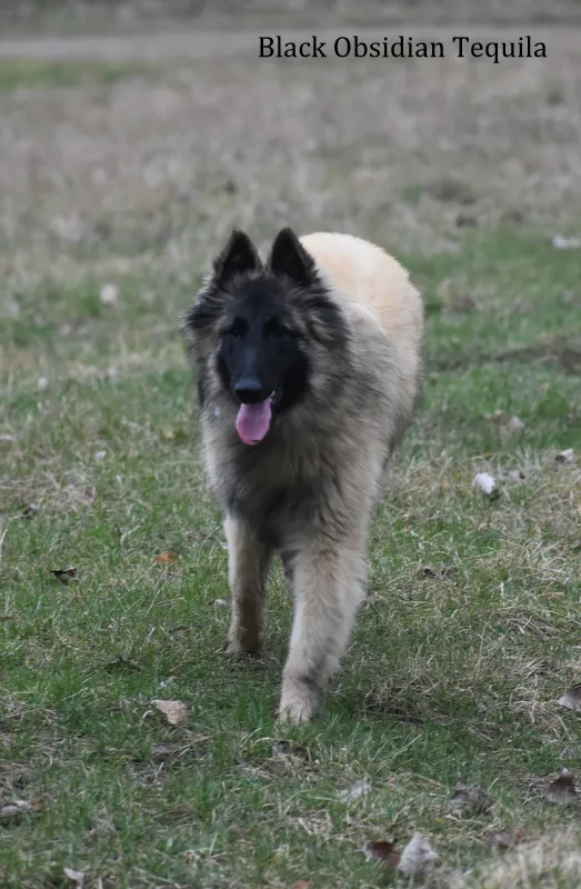 Black Obsidian Tequila – 19. kép