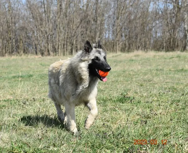 Quechy Bergerac DE Hu 'Topáz' – 6. kép
