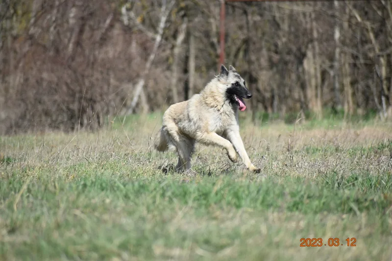 Quechy Bergerac DE Hu 'Topáz' – 7. kép
