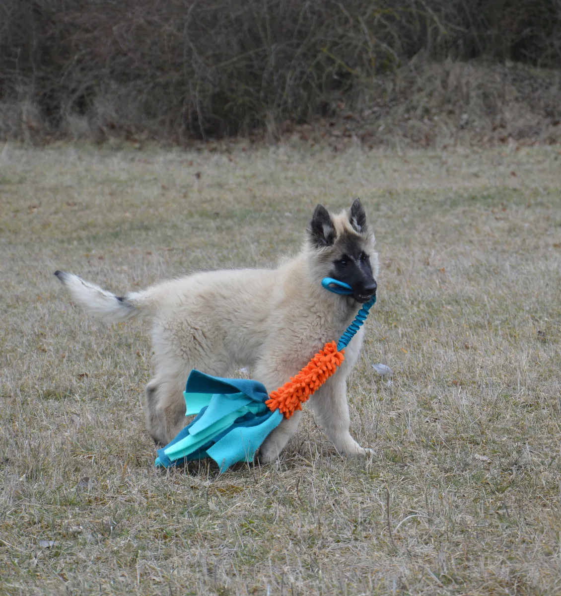 Quechy Bergerac DE Hu 'Topáz' – 9. kép